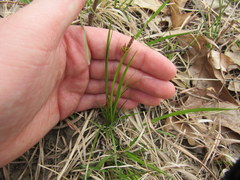 Carex umbellata