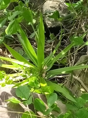 Crinum pedunculatum