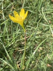 Zephyranthes pulchella