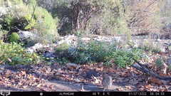 Sylvilagus audubonii