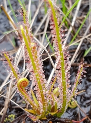 Drosera filiformis