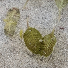 Halophila