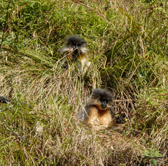 Trachypithecus pileatus