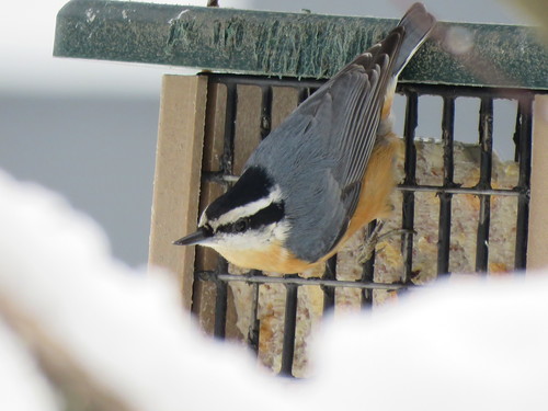 Red-breasted Nuthatch, photo 7 of 8