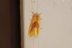 Euproctis staudingeri