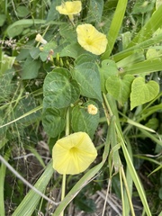 Ipomoea ochracea