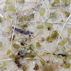 Halophila