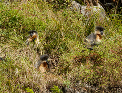 Trachypithecus pileatus