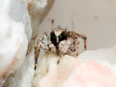 Aelurillus andreevae