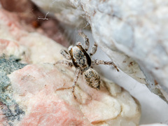 Aelurillus andreevae