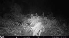 Canis latrans