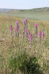 Oxytropis knjazevii