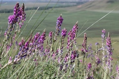 Oxytropis knjazevii