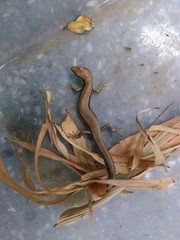 Scincella formosensis