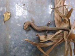 Scincella formosensis