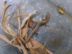 Scincella formosensis