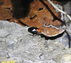 Neocapsus cuneatus