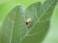 Calophya triozomima