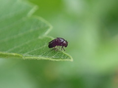 Discomyza