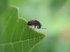 Discomyza
