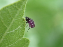 Discomyza