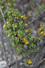 Eutaxia myrtifolia