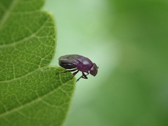 Discomyza