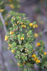 Eutaxia myrtifolia