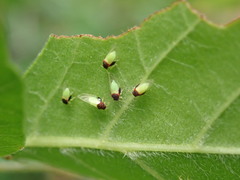 Calophya triozomima