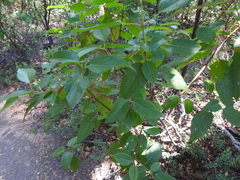 Aristotelia chilensis