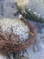 Desmarestia aculeata