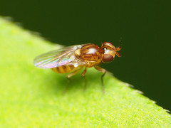 Thaumatomyia pulla