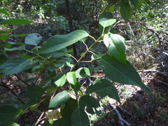 Aristotelia chilensis