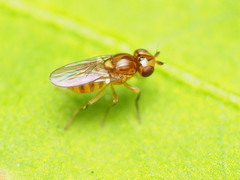 Thaumatomyia pulla
