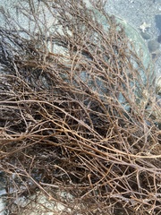 Desmarestia aculeata