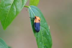 Leptataspis nigriscutellata