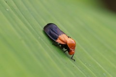 Leptataspis nigriscutellata