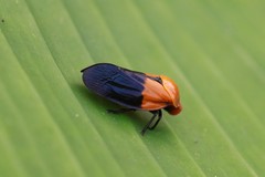 Leptataspis nigriscutellata