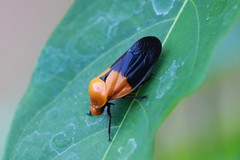 Leptataspis nigriscutellata