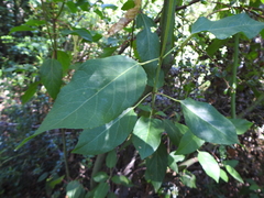 Aristotelia chilensis