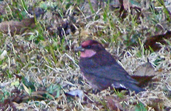 Procarduelis nipalensis