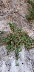 Mabrya acerifolia