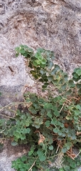 Mabrya acerifolia