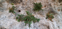 Mabrya acerifolia