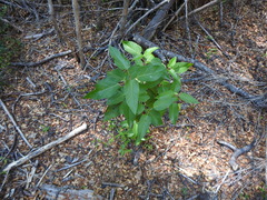 Aristotelia chilensis