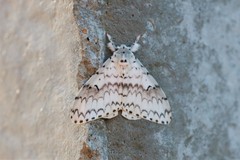Lymantria brotea