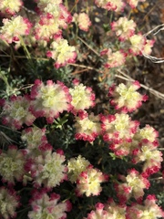 Eriogonum thymoides