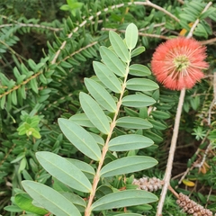 Melaleuca hypericifolia