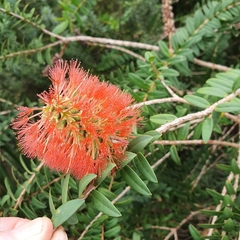 Melaleuca hypericifolia