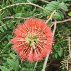 Melaleuca hypericifolia
